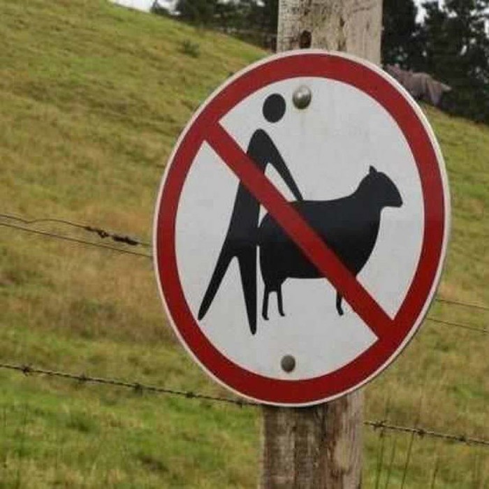 na radost ovaca..