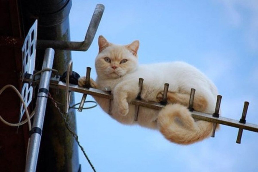 maca čeka svoju omiljenu seriju..