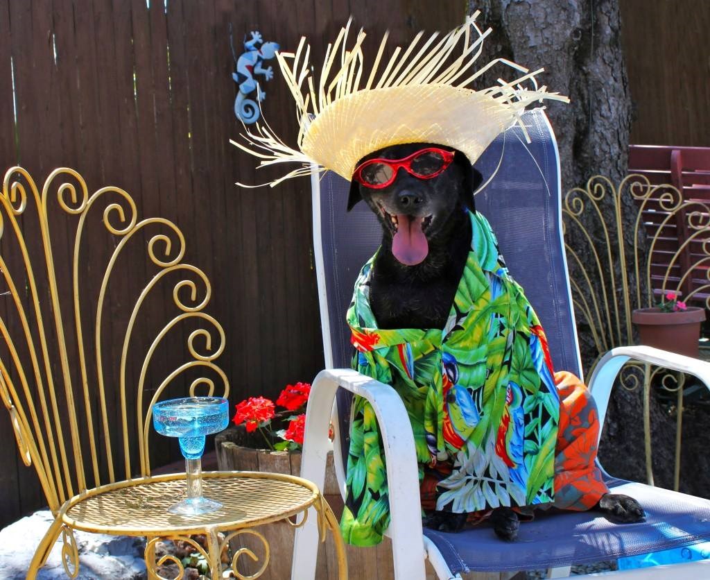 netko baš zna uživati u životu, ha ??