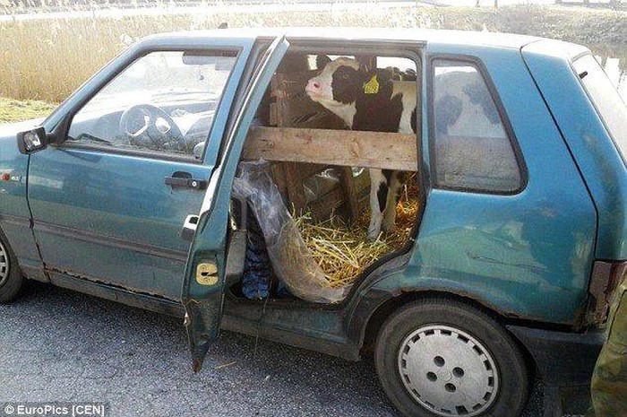 nije neki komfor, ali barem ne kisne..