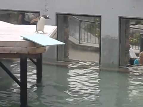 strah je strah...ali život je tu da te malo pogura..video