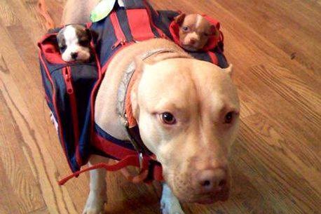 mama spremila klince za šetnju..:)))