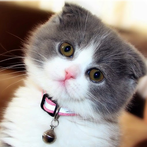 spremna za izbor umiljatosti..