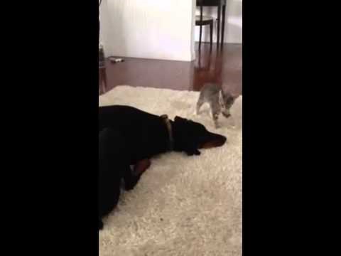 od ovoga ćete plakati od smijeha..video..