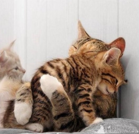 svi vole roditeljski zagrljaj..