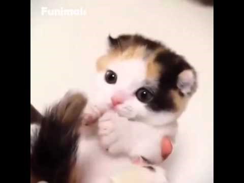 Cuteness Level : Over 9999999..video