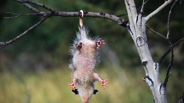 tata betmen..mama šišmiš..a ja u nesvjesti..
