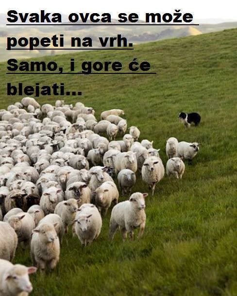 ovce k´o ovce..
