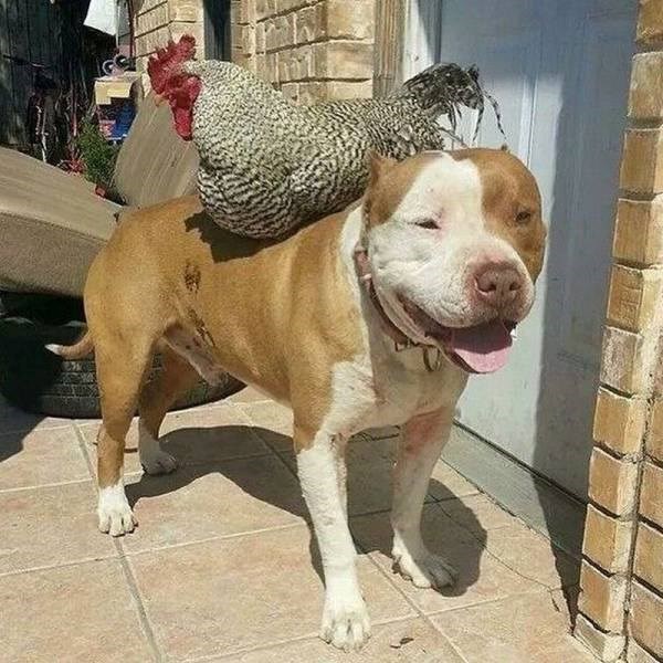 "Naručite buđenje" d.o.o...jedan se brine o buđenju, a drugi o transportu..