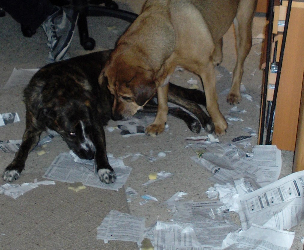 nakon provedene istrage pronašli krivce za nestanak brkićevih spisa..slika nadzorne kamere.. 