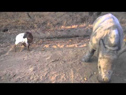 s kim si takav si..:)) Little G i Lammie..video