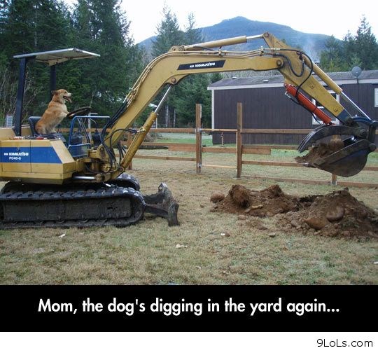 i psi se modernizirali..