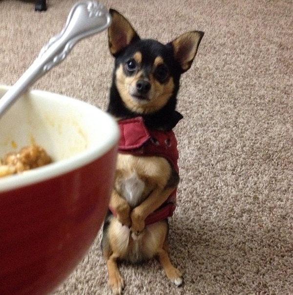 ma dušu bi mu dao, a ne zalogaj..:))