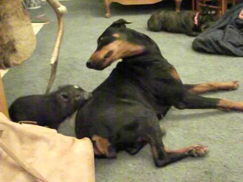 prasence se igra sa svojim najboljim prijateljem...video .:)))