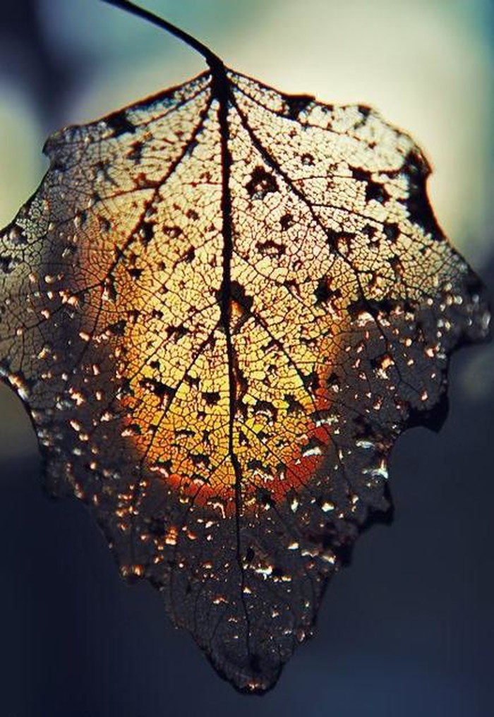 stidljivost..