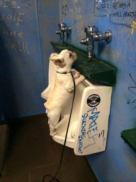 seljačine jedne nekulturne, gledajte i učite..