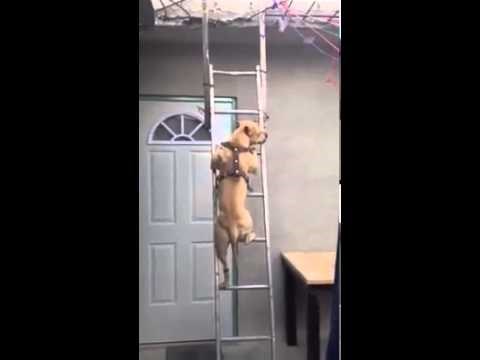 pitbull u akciji..video