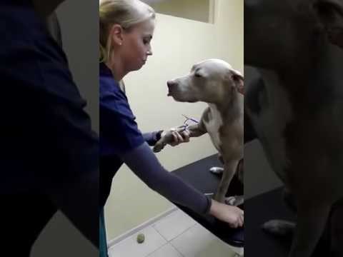 mali heroj..ovaj predivan pit bull strpljivo čeka dok mu uzimaju uzorak krvi..video..