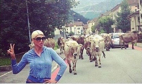 sve krava do krave..