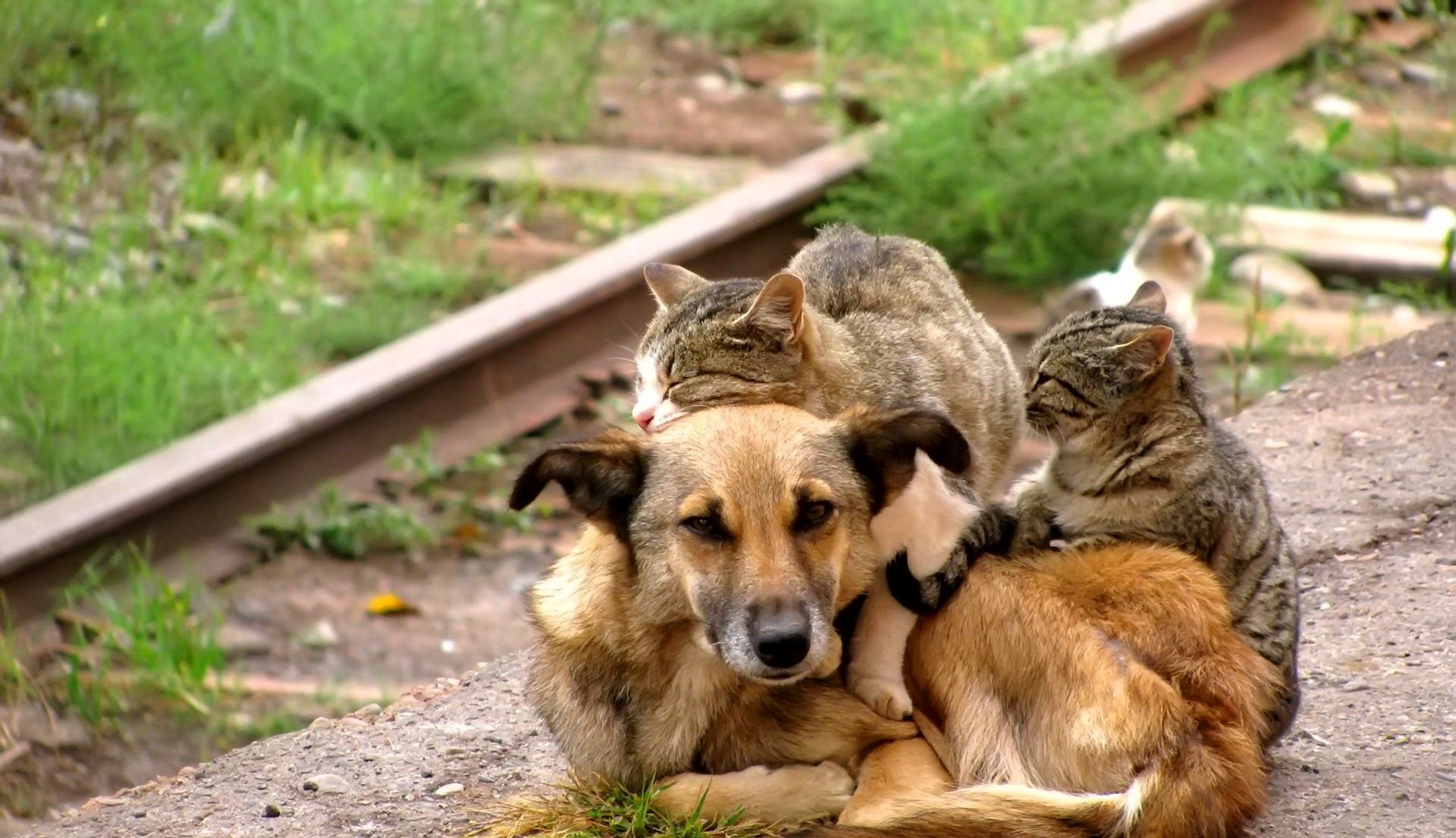 ajme, što ga voli..