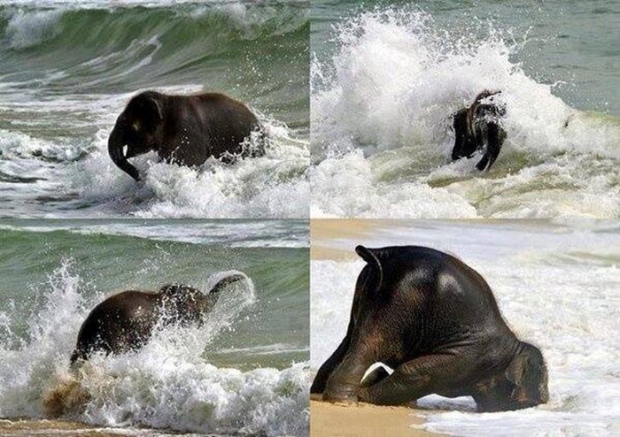 presretan slonić prvi put na plaži..