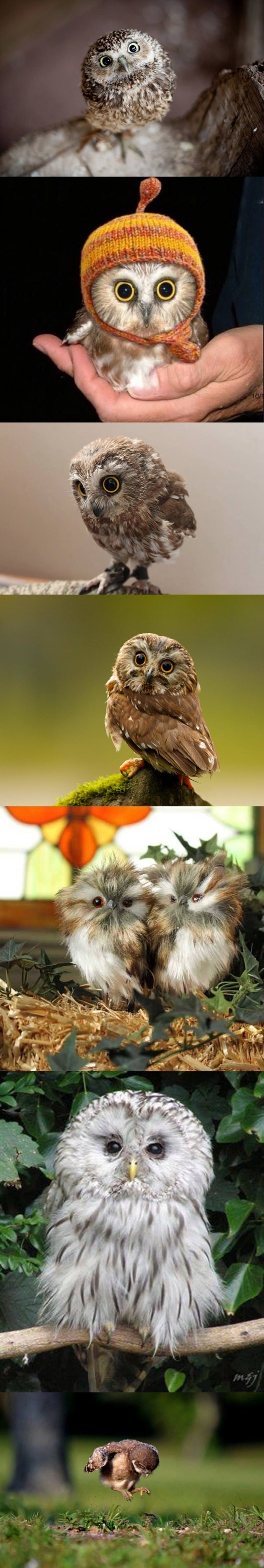 ta čudno-smiješna stvorenja..