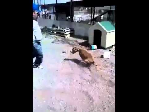 dobio je što je tražio..video