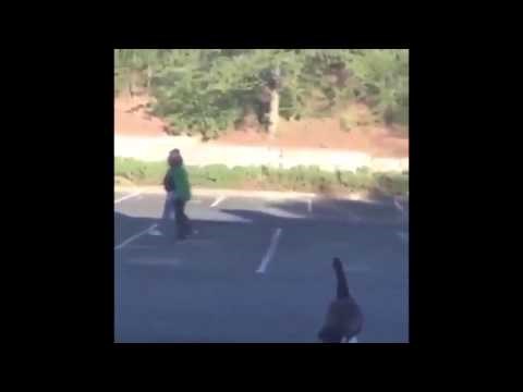 da li je opravdan ovoliki strah..?? video