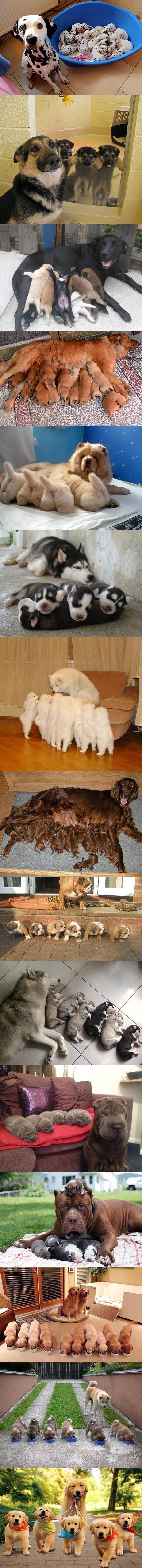 ponosne mame i njihovi klinci..:))