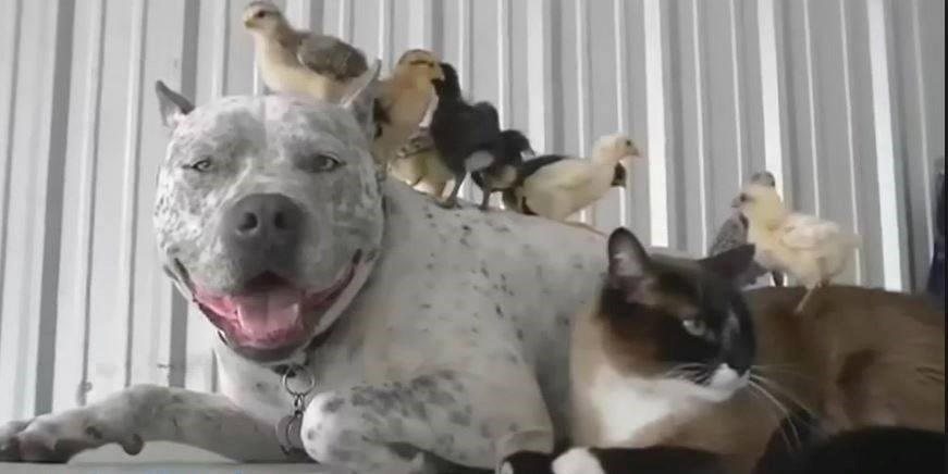 šareno društvo..:)