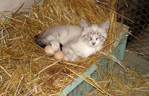 pobrkani lončići..