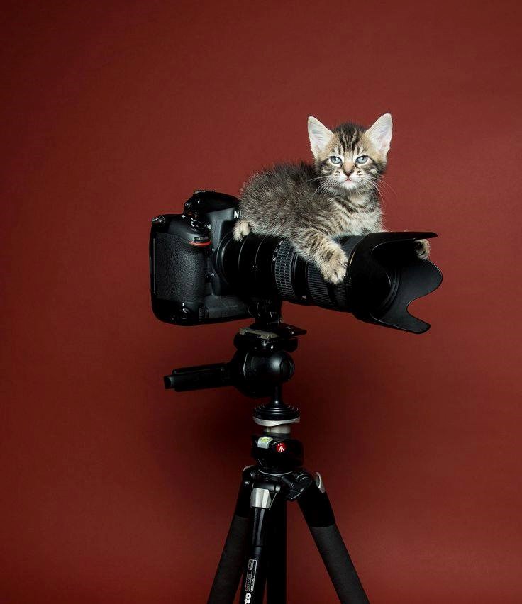 ispred aparata, maco, ispred..