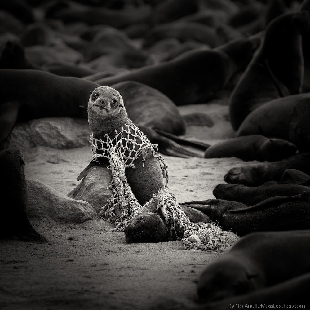 ljudski poklon prirodi..