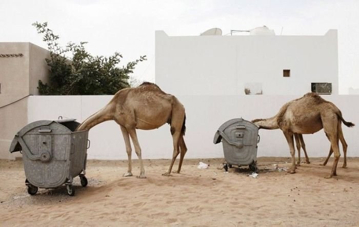 arapski emirati nakon 1-godišnjeg ulaganja u Hr...