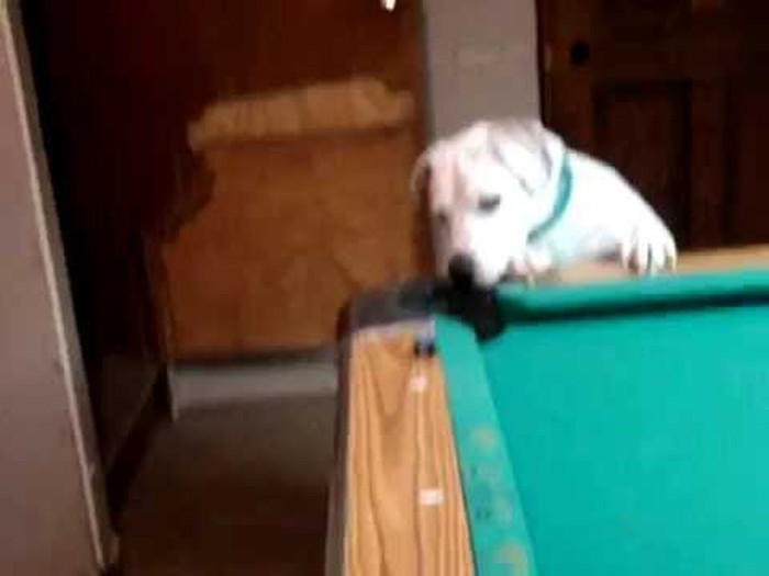 majstor..video