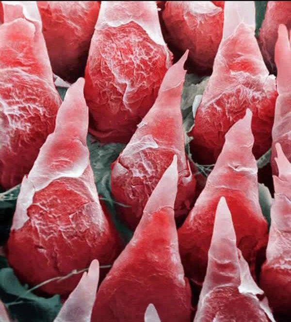 da li netko zna što je ovo na slici..:O ?