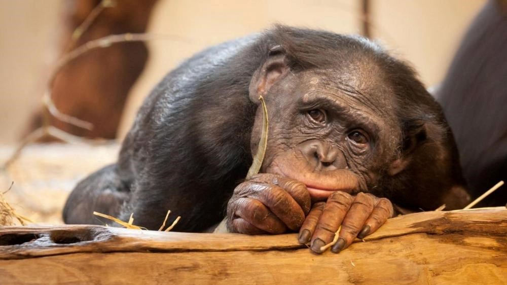 ovakav pogled stvara samo neuzvraćena ljubav..