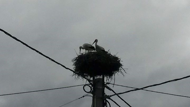 kad se ove nasele u blizini cijelo selo strepi..:)))