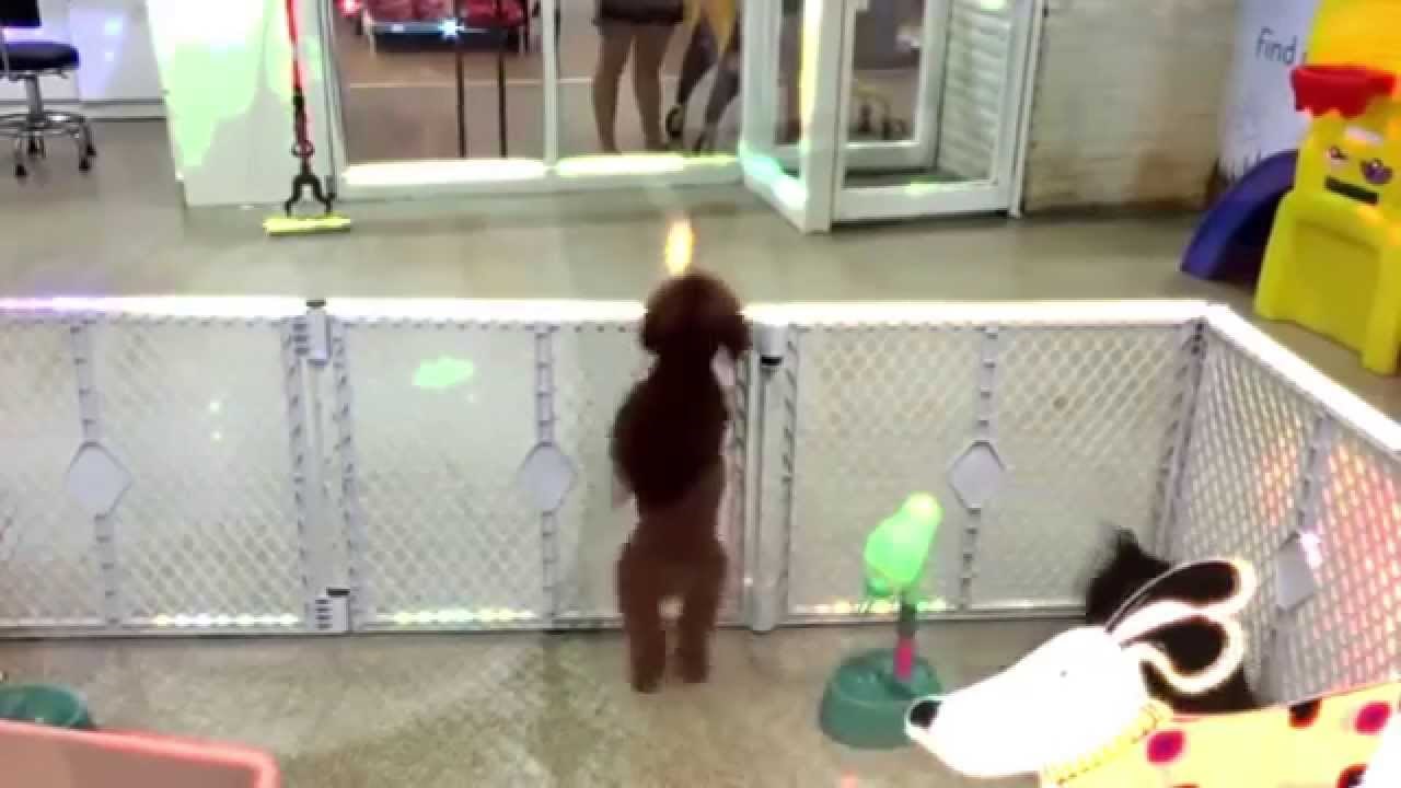 "Sretan ples"..ovo će vam uljepšati dan..video.:)))