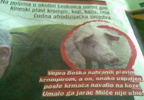 kineski plavi krumpir..