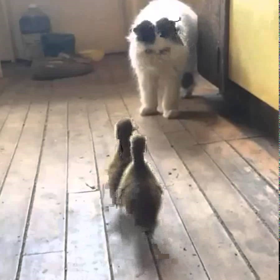 hrabrost na djelu..video:)))