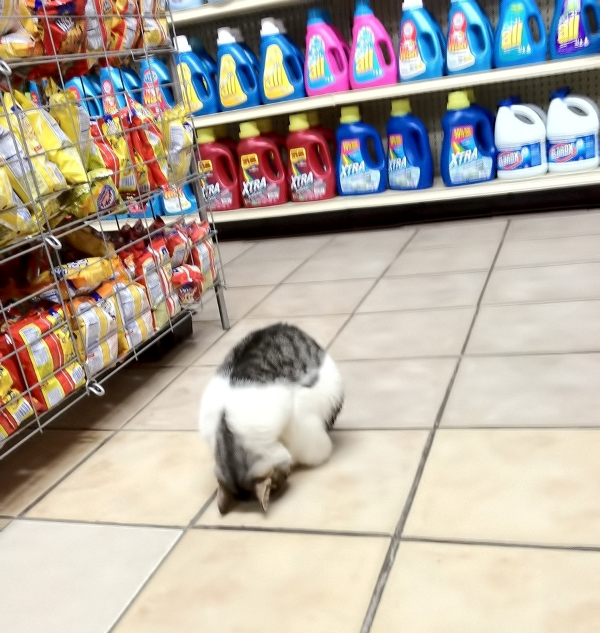 kada mačka ide sa vlasnicom u shopping..