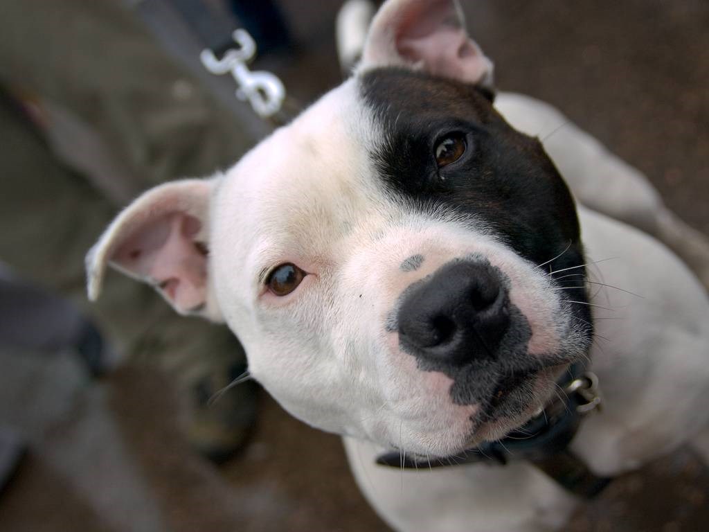 psi su moji omiljeni ljudi..;)