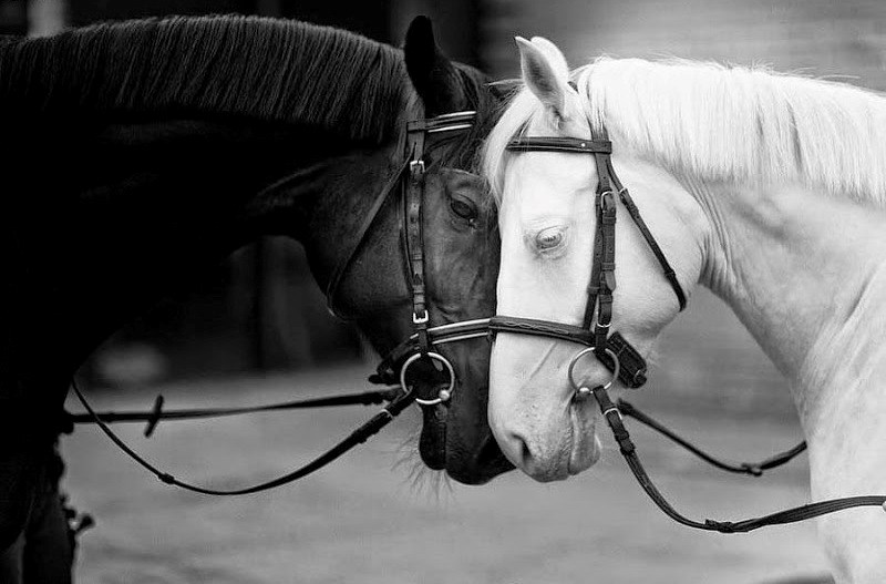 jednake različitosti..