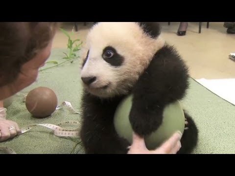 ova beba obožava svoju loptu..:))) video