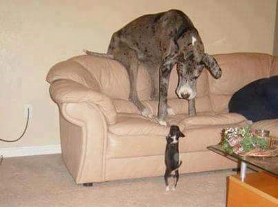 ajde..siđi dole i ponovi mi to u facu..