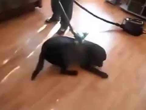 kućanski poslovi..video