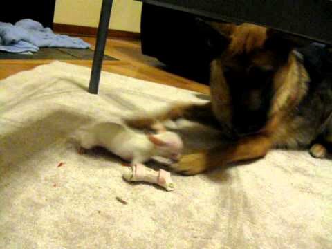 slušaj veliki, jutro je, a jutrom sam nervozan, zato..razguli..:))  video