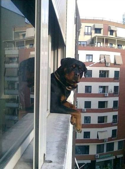 o, susjed..što se radi danas ?..