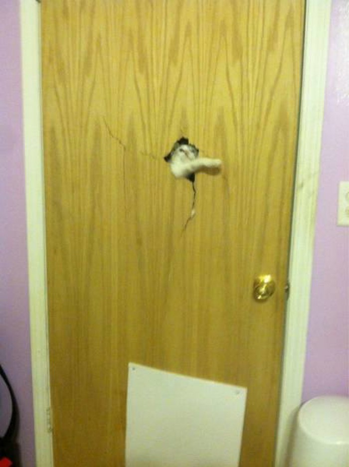 mad cat..:))